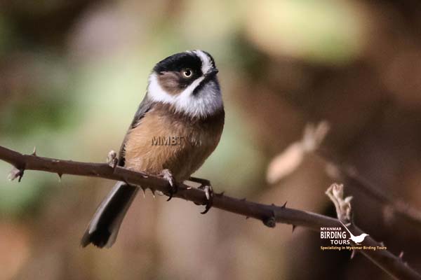 Myanmar Comprehensive Birding & Culture