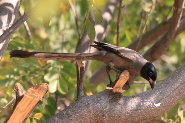 Central & Western Myanmar Birding