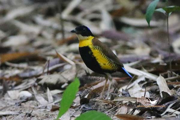 Highlight of Southern Myanmar