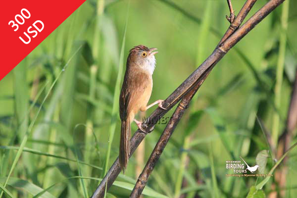 Irrawaddy Delta Birding