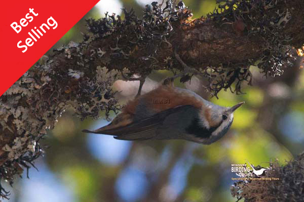 Standard Myanmar Birding